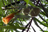 Fleurs et fruits : Thévétia du Pérou, laurier jaune ou bois de lait. Thevetia peruviana