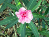 Laurier rose. Nerium oleander