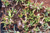 Lavangère - Delosperma napiforme Schwantes Flore endémique de La Réunion