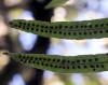 Lepisorus excavatus (Bory ex Willd.) Ching.