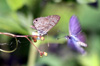 Papillon : Leptotes pirithous.