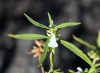 Fleur Leucas lavandulifolia Sm.