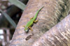 Le Lézard vert de Manapany Phelsuma inexpectata reptile endémique de La Réunion