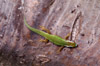 Le Lézard vert de Manapany Phelsuma inexpectata reptile endémique