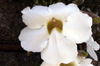Thunbergia grandiflora Alba, aux fleurs blanches