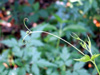 Cardiospermum halicacabum L. var. microcarpum (Kunth) Blume. Feuilles.