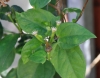 Fruit Thunbergia laevis