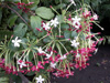 Fleurs Liane vermifuge, Badamier sauvage. Combretum indicum (L.) DeFilipps.