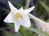 Fleur Lilium longiflorum.