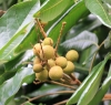 Longani, longanier. Fruit : longane ou longani - Dimocarpus longan