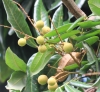 Dimocarpus longan Lour, Longani, longanier