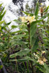 Hedychium flavescens. Longose jaune vanille