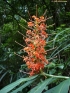 Longose à fleurs rouges Hedychium coccineum