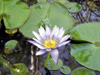 Nymphaea nouchali Burm.f, Lotus bleu, nénuphar étoilé