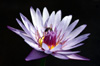 Nymphaea nouchali Burm.f, Lotus bleu, nénuphar étoilé