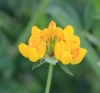 Lotus pedunculatus Cav.