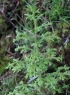 Lycopodiella cernua, Fougère-mariée