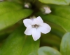 Fleur Lysimachia mauritiana Lam.
