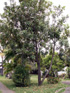 Macadamier ou Noyer du Queensland - Macadamia integrifolia