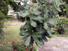 Feuilles : Macadamier ou Noyer du Queensland - Macadamia integrifolia
