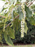Inflorescense : Macadamier ou Noyer du Queensland - Macadamia integrifolia