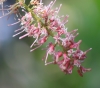 Fleurs : Macadamier ou Noyer du Queensland - Macadamia integrifolia