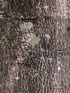 Tronc : Macadamier ou Noyer du Queensland - Macadamia integrifolia