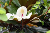 Fleur : Magnolia à grandes fleurs. Magnolia grandiflora
