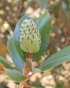 Follicule de Magnolia grandiflora L
