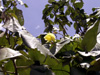 Fleur et feuilles Mahot bord de mer ou Ketmie à feuilles de tilleul. Hibiscus tiliaceus