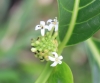 Fleurs : Noni, nono, malaye, Mûrier indien - Morinda citrifolia L.