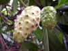 Fruits : Noni, nono, malaye, Mûrier indien - Morinda citrifolia L.