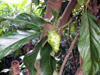 Fruit : Noni, nono, malaye, Mûrier indien - Morinda citrifolia L.