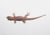 Margouillat Gecko Ile de La Réunion