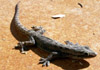 Gecko margouillat