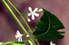 Fleurs : Margousier. Azadirachta indica