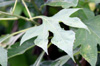 Feuille Tithonia diversifolia