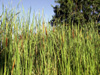 Massette, quenouille ou Typha. Typha domingensis