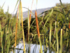 Fleurs : Massette, quenouille ou Typha. Typha domingensis