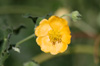 Fleur Abutilon indicum