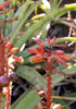 Aloe macra Haw. Mazambron marron.