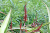Inflorescence Mazambron marron Aloe macra.