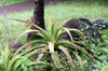 Mazambron marron Aloe macra.