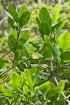 Melicope borbonica (Bory) T.G.Hartley, Catafaye.