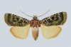Mentaxya palmistarum (Joannis, 1932), Papillon endémique de La Réunion.