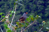 Merle pays oiseau endémique de La Réunion