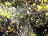 Mimosa ou mimosa d'hiver - Acacia dealbata