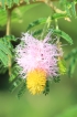 Mimosa clochette Dichrostachys cinerea
