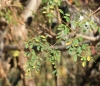 Moringa oleifera, feuilles.