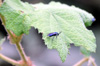 Cibdela Janthina mouche bleue